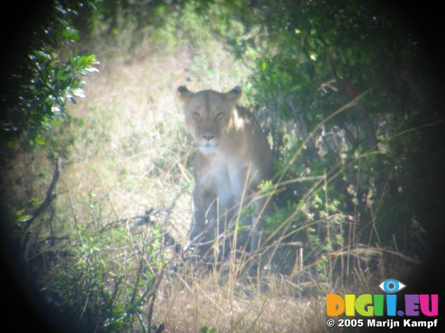 14842 Lion through binoculars